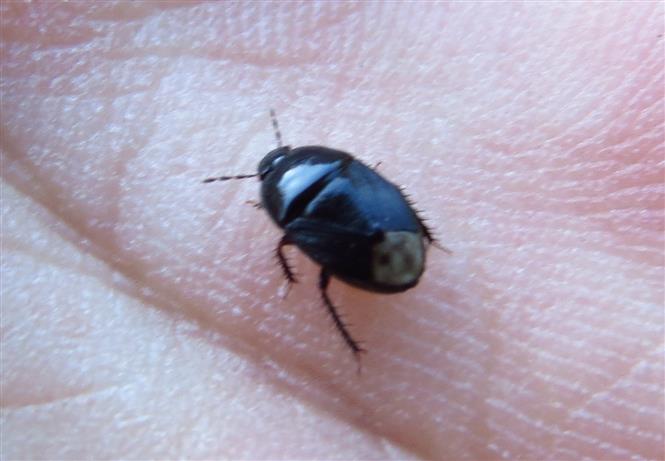Cydnidae:   Macroscytus brunneus?    No, Geotomus sp.